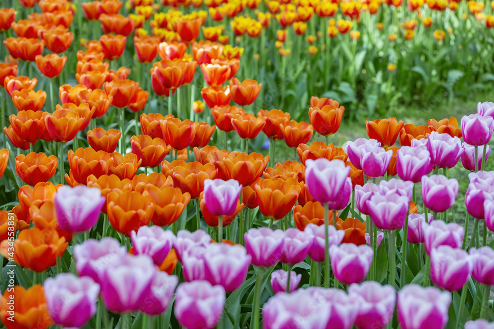Multi-colored bright tulips blossom in a sunny park. Genus of perennial herbaceous bulbous plants of the family Liliaceae Multi-colored bright tulips blossom in a sunny park. Genus of perennial herbaceous bulbous plants of the family Liliaceae