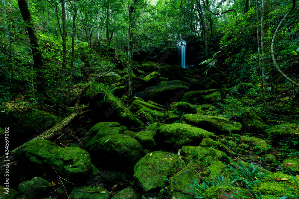 Beautiful forest in nation park, Thailand Beautiful forest in nation park, Thailand