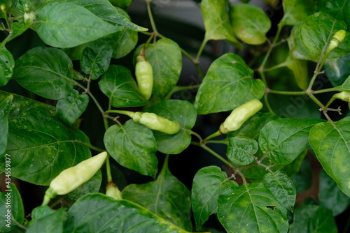 Wallpaper Mural Close up of chili pepper plant in the home garden. Torontodigital.ca