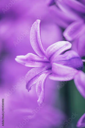 Close up macro view of a beautiful purple violet hyacinth flower over lilac background with soft selective focus. First spring flowers. 