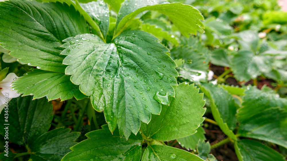 Green leaves of homegrown organic strawberry plants in garden Green leaves of homegrown organic strawberry plants in garden