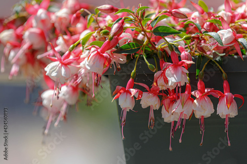 Selective focus of Fuchsia magellanica, White pink flower in the garden, Hummingbird fuchsia or hardy fuchsia is a species of flowering plant in the family Evening Primrose family, Floral background. photo