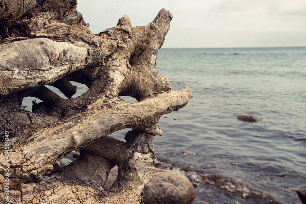 Wurzel von umgefallenen Baum am Meer mit wasser und Holz an der Ostsee, Hintergrund ohne Aufschrift Wurzel von umgefallenen Baum am Meer mit wasser und Holz an der Ostsee, Hintergrund ohne Aufschrift