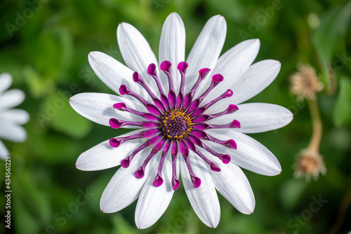 Top view of a white osteopermum  african daisy  in a garden