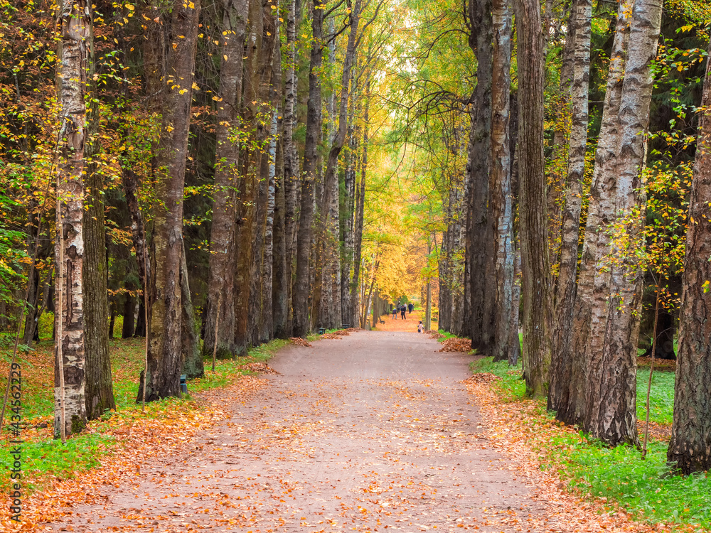 Birch Alley of lime trees in Pavlovsky park in autumn, Pavlovsk, St. Petersburg Birch Alley of lime trees in Pavlovsky park in autumn, Pavlovsk, St. Petersburg