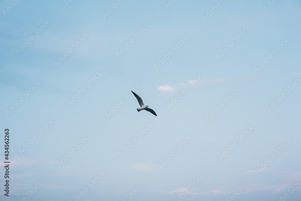 Seagull flying in blue evening sky at sea coast. Sea birds in blue sky at seashore. Calm peaceful moment. Summer evening. Sea gull