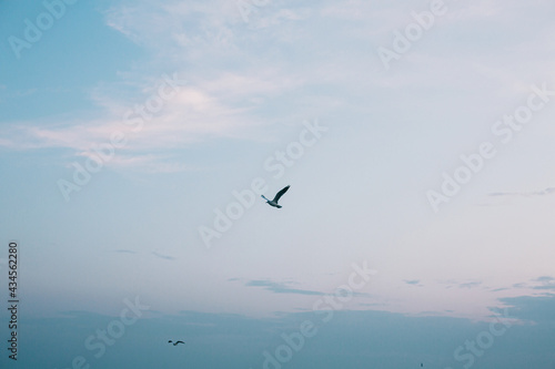 Seagull flying in blue evening sky at sea coast. Sea birds in  sunset sky at seashore. Calm peaceful moment. Summer evening. Sea gull