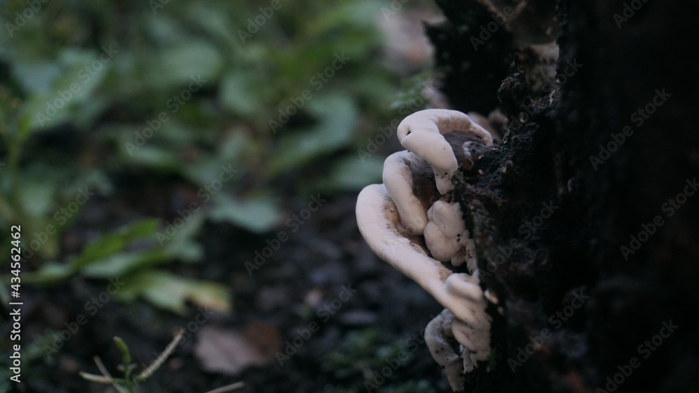 Grass and fungus growing on dead tree trunks Grass and fungus growing on dead tree trunks