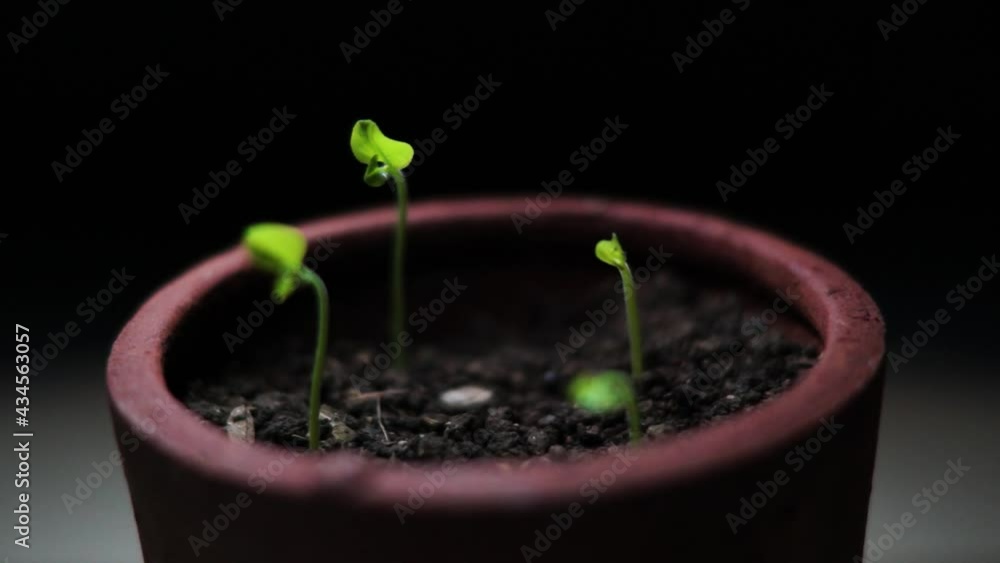 close up of plants in flower pots exposed to light from dark to light. close up of plants in flower pots exposed to light from dark to light.