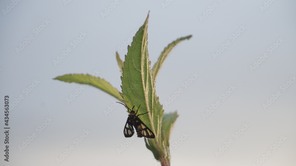 Obraz premium A moth perched on the tip of a grass