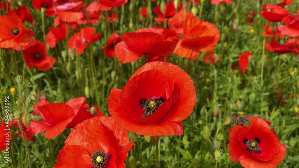 bee flying in wild flowers poppies in slow motion spring bee flying in wild flowers poppies in slow motion spring