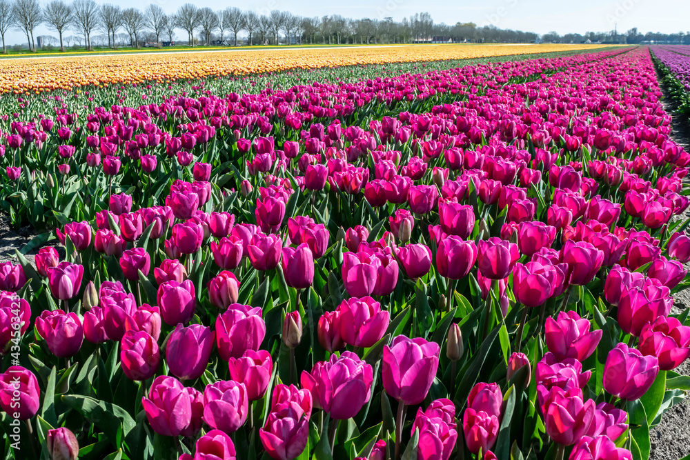 Spring Dutch landscape with vibrant flower fields and sunshine, selective focus. 