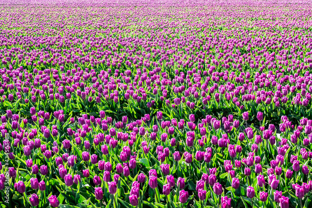 Lots of flowers in a tulip field at flower farms in the Netherlands, selective focus. Floral spring background with purple tulips.