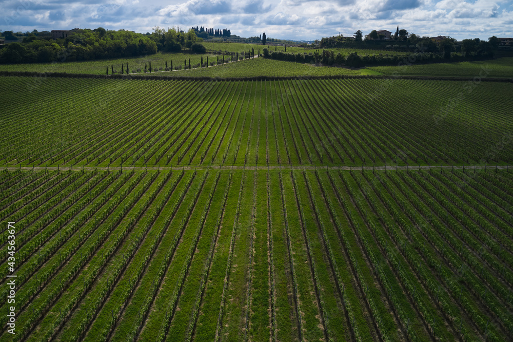 Aerial view of rows of vineyards with cumulus clouds in the background. Rows in a vineyard, natural pattern above from a drone. Classic vineyards of Italy top view.