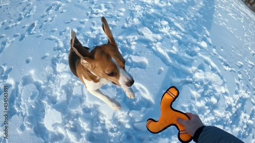 Owner play with frisky dog at winter time, first person view shot, slow motion. Man tease beagle, wave hand with soft toy. Playful doggy try to catch it, jump up and miss, try again and grab it down photo