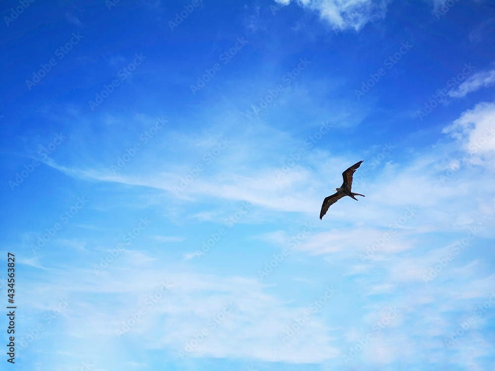 seagull flying in the sky seagull flying in the sky