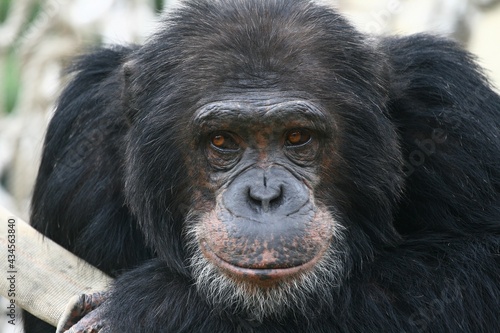 portrait of a black and white monkey