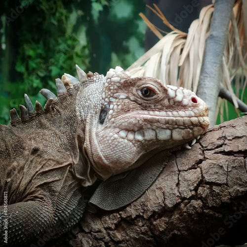 iguana on a tree