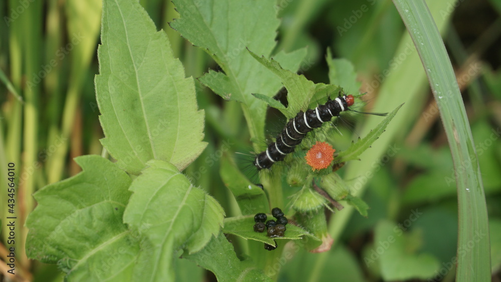 Fototapeta premium A caterpillar walking on a leaf 