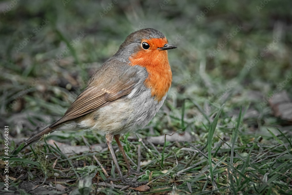 Rotkehlchen auf der Wiese