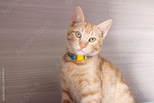 Gato amarelo com olhar engraçado, pet amoroso, filhote, gatinho photo