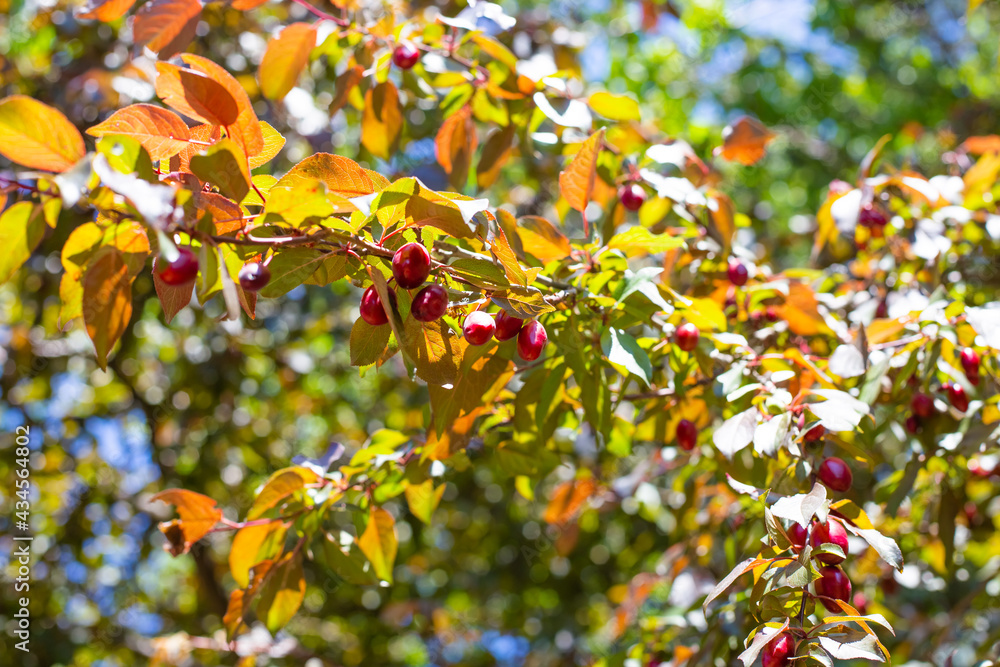 Spring garden on a sunny day. Cherry plum branches with young red fruits Spring garden on a sunny day. Cherry plum branches with young red fruits