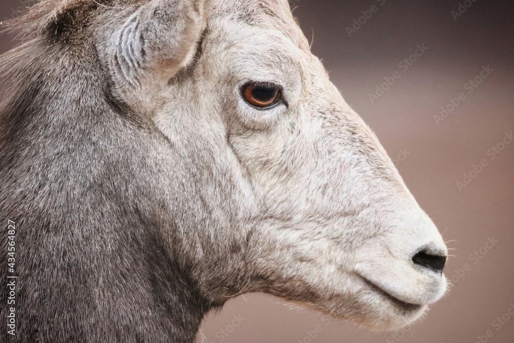 portrait of a goat portrait of a goat