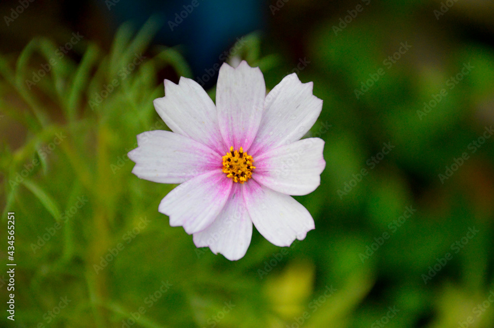beautiful garden flower with delicate petals of white-pink color against a background of blurry green leaves beautiful garden flower with delicate petals of white-pink color against a background of blurry green leaves