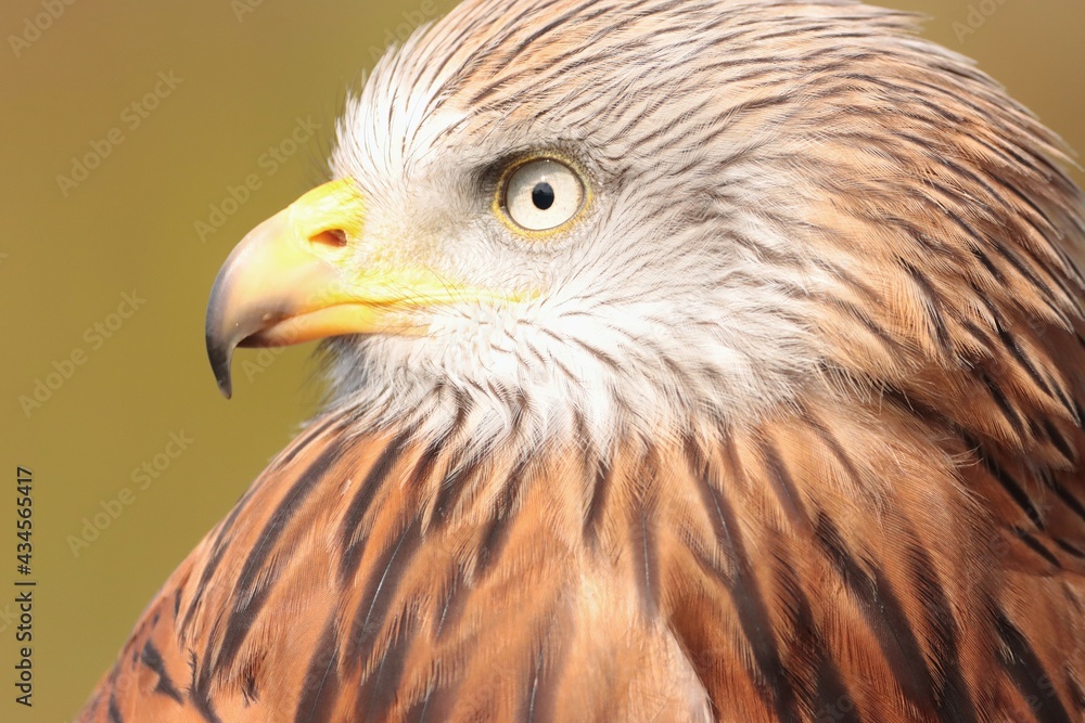 portrait of an eagle portrait of an eagle
