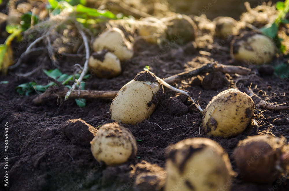 Fresh potatoes on ground. Freshly dug organic potato vegetables lie on moist, loose ground with tops. Gardening and farming. Agricultural production. Bountiful harvest Growing food on the farm field. Fresh potatoes on ground. Freshly dug organic potato vegetables lie on moist, loose ground with tops. Gardening and farming. Agricultural production. Bountiful harvest Growing food on the farm field.