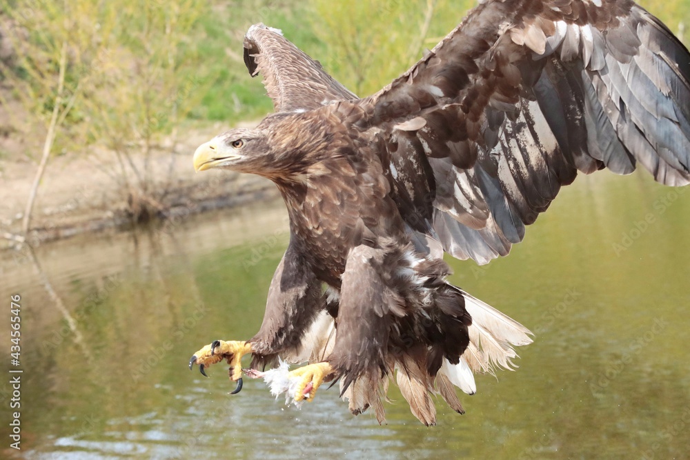 Obraz premium eagle in flight