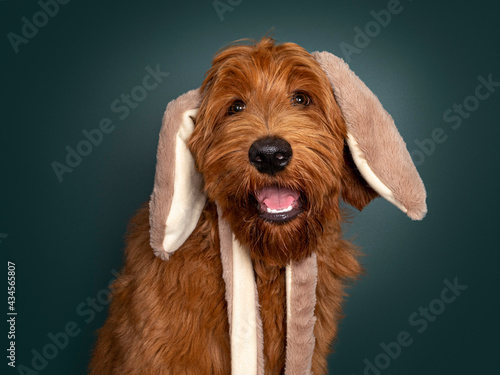 Head shot of handsome red Cobberdog aka Labradoodle dog, sitting up facing front. Looking towards camera with tongue out of mouth and wearing fake fur bunny ears. Isolated on a green trend color backg photo