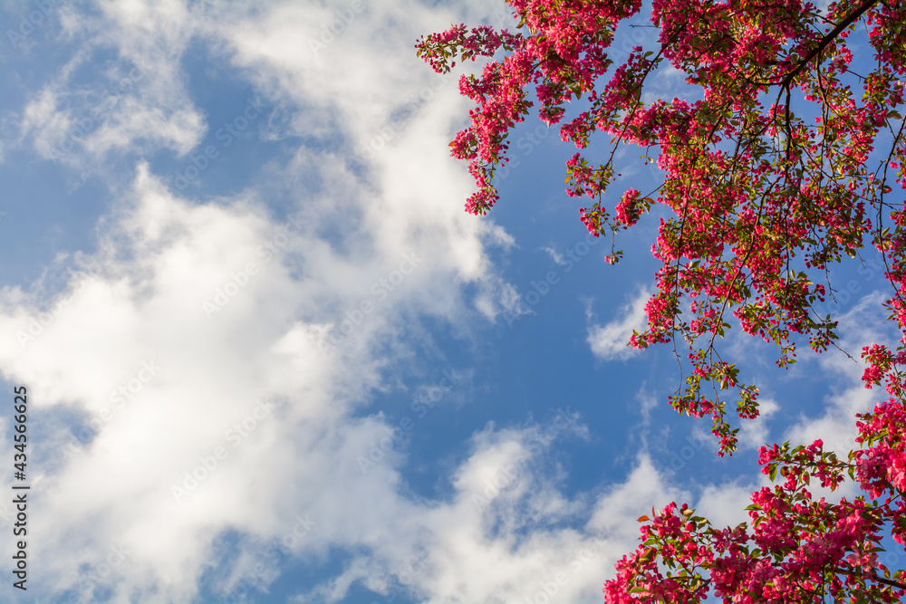 Pink flowers of blooming decorative apple tree Nedzvetsky on a background of blue sky with clouds Pink flowers of blooming decorative apple tree Nedzvetsky on a background of blue sky with clouds