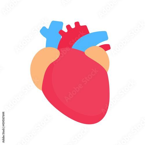 Human heart. The heart is an important organ. It helps to pump blood to various parts of the body.