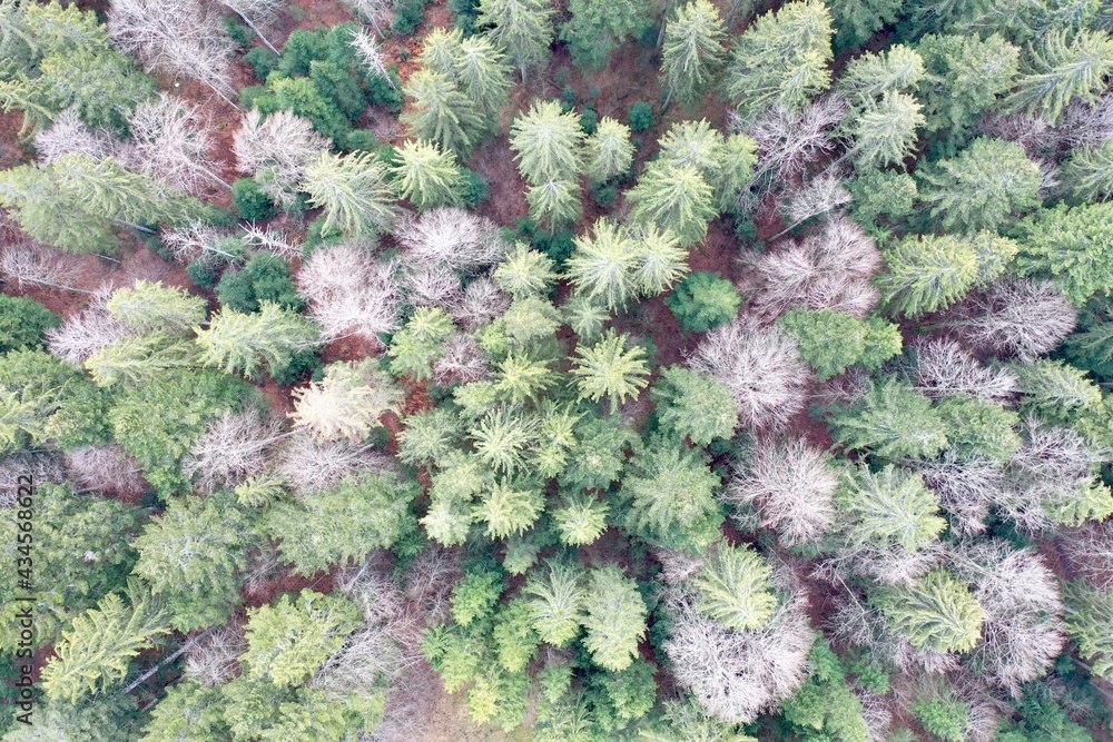 Drone - aerial view - tree / fir / forest Drone - aerial view - tree / fir / forest