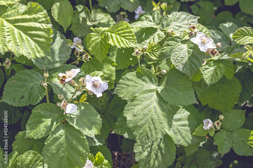 dewberry bush leaves and flowers,in May in the Italian Lazio region photo