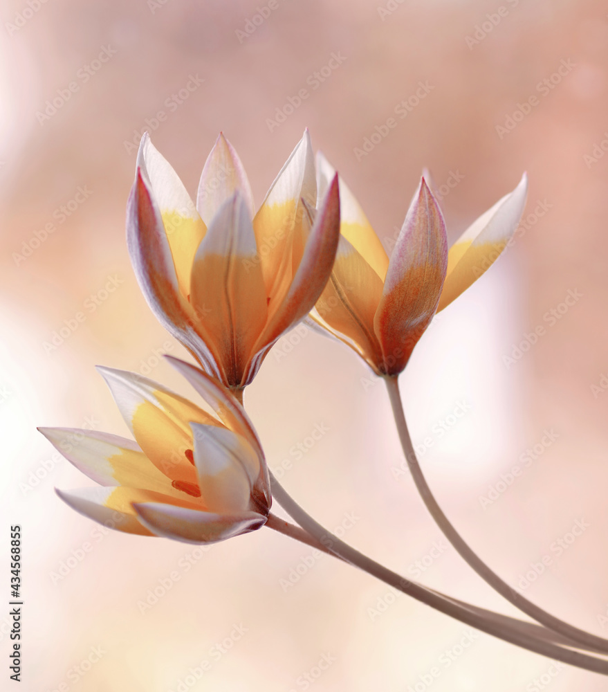 Kwiaty Tulipan Tarda - obrazy, fototapety, plakaty 