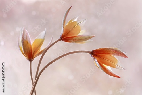 Flores de tulipanes Tarda