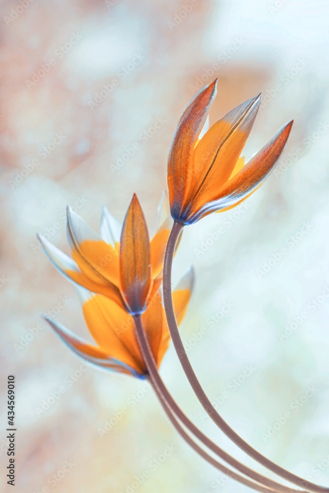 Obraz premium Tulipany botaniczne