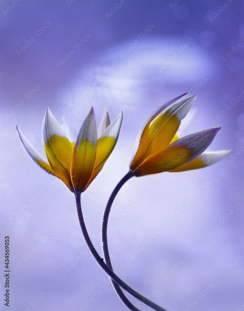 Fototapeta premium Kwiaty Tulipany botaniczne Tarda. Yellow flowers