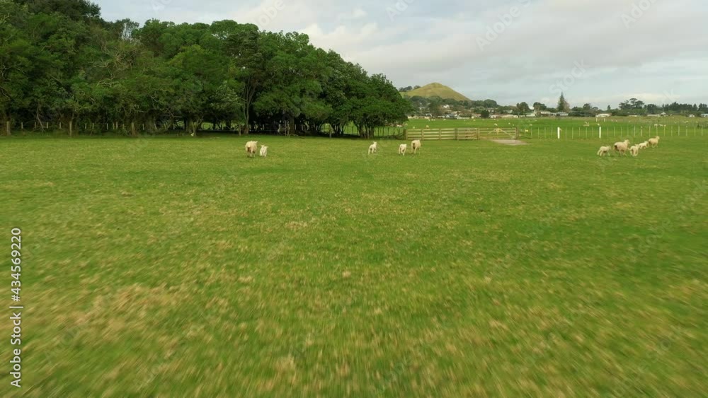 A man running across the sheep park. Drone footage of a sheep park in New Zealand A man running across the sheep park. Drone footage of a sheep park in New Zealand