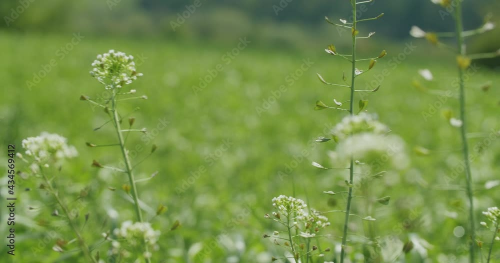 Close up shot of typical field herbs moving in the wind. Rack focus from the background to the foreground. Close up shot of typical field herbs moving in the wind. Rack focus from the background to the foreground.