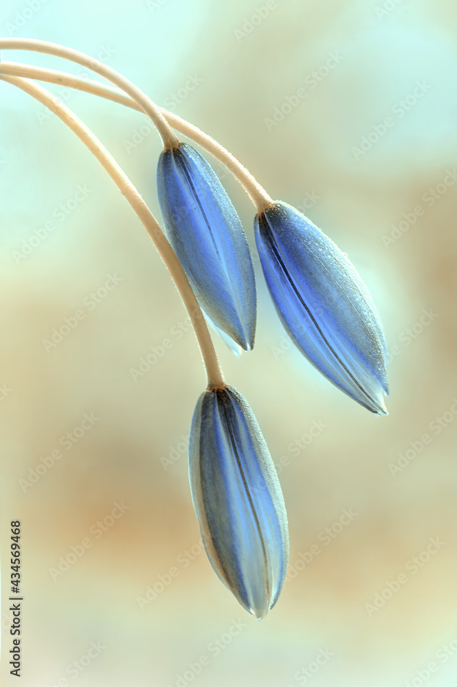 Tulipany botaniczne "Tarda"  - obrazy, fototapety, plakaty 