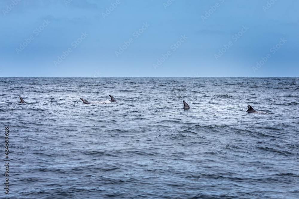 Fins in a row. School of dolphins in the pacific ocean Fins in a row. School of dolphins in the pacific ocean