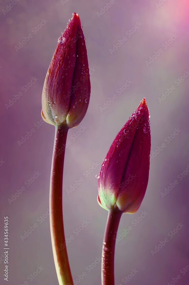 Obraz premium Fioletowe tulipany