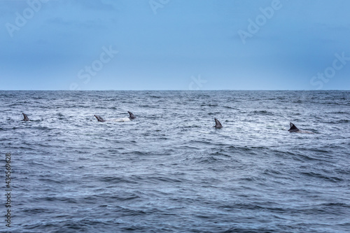 Wallpaper Mural Fins in a row. School of dolphins in the pacific ocean Torontodigital.ca