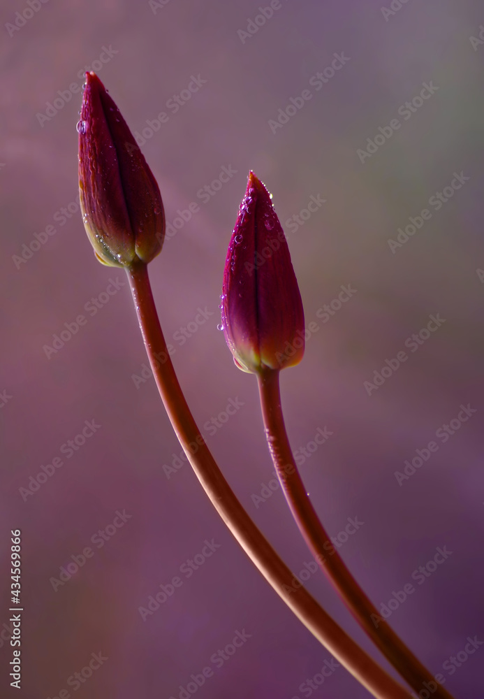 Obraz premium Fioletowe tulipany