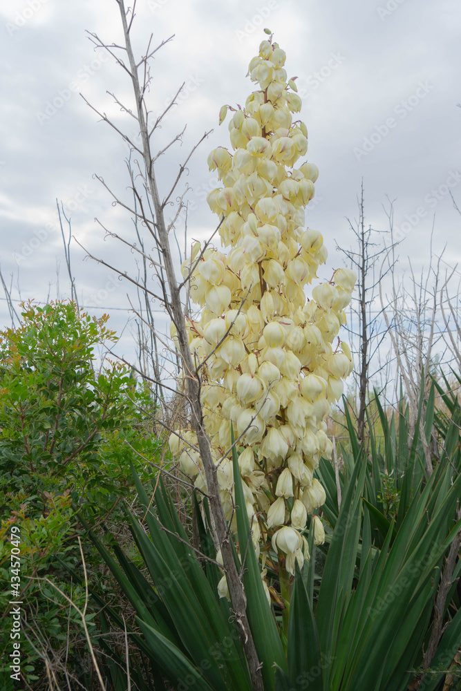 Obraz premium Yucca aloifolia