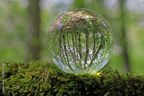 wald in kristallkugel  schweiz 