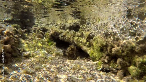 Underwater of a real sea with microscopic animals, planktons and small fishes in natural ecosystem.Include bacteria, archaea, algae, protozoa and drifting or floating animal.Mossy moss coral reef aqua photo